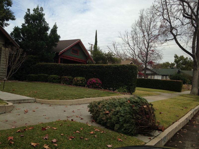 Halloween (1978) Filming Locations - The Infamous Hedge Michael Was Standing Behind (newer photo)